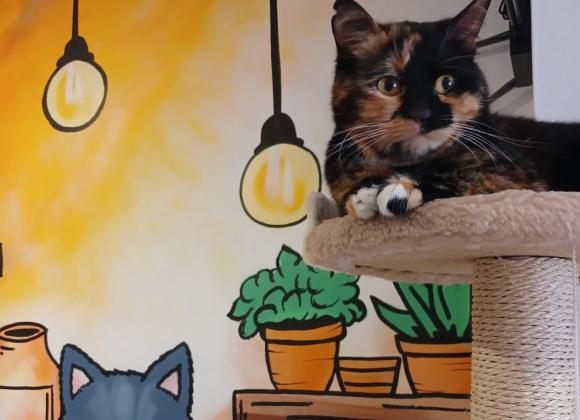 котокафе в Одесі