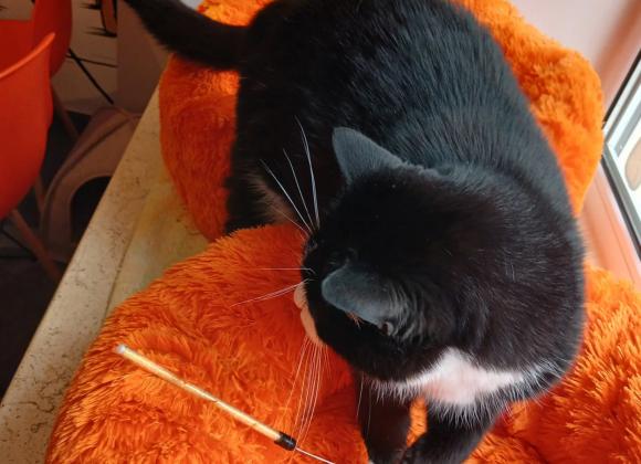 котокафе в Одесі