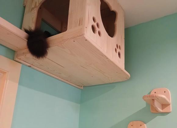 котокафе в Одесі