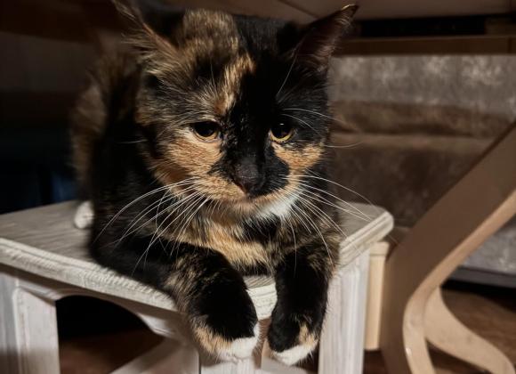 котокафе в Одесі