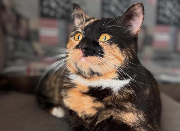 котокафе в Одесі