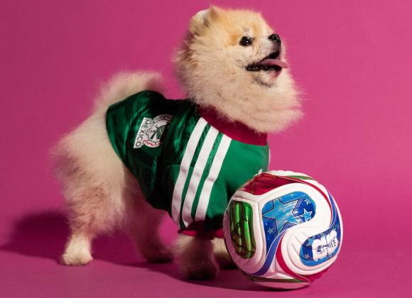 Футболки adidas для собак