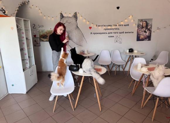 Котокафе у Кривому Розі