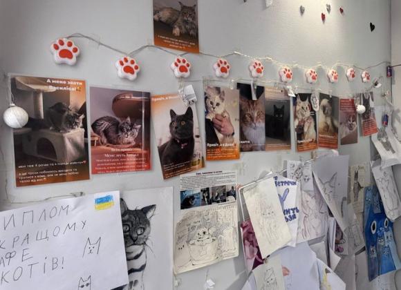 Котокафе у Кривому Розі