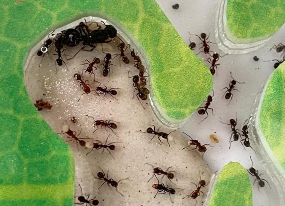 Мурашині ферми