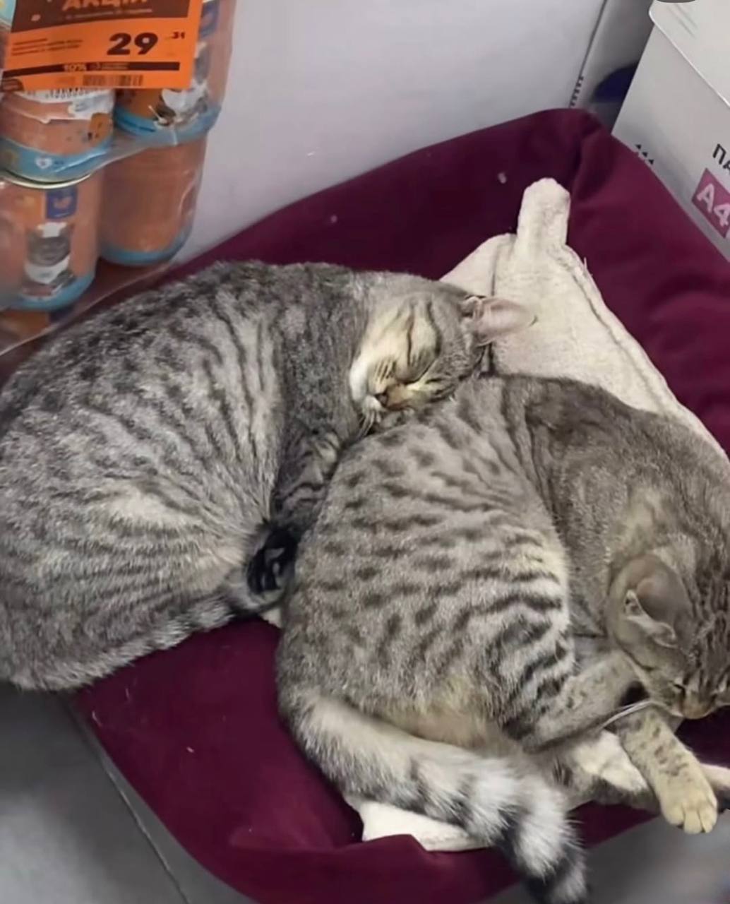 Фото: t.me/eRadarrua