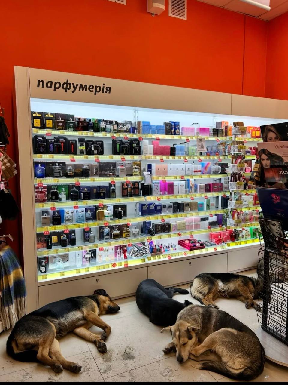 Фото: t.me/lachentyt